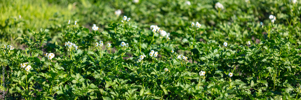 White flowers on potatoes in vegetable garden. White flowers on potatoes in vegetable garden.