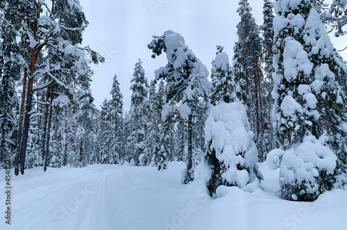 Snowy road among fir and pine trees in frost-covered forest. Winter landscape