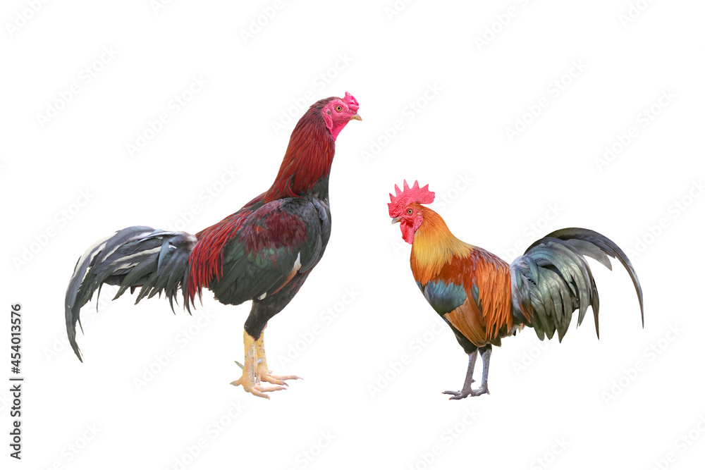 Male fighting cock and Hen Rooster, two species bantam standing isolated on white background with clipping path include for design usage purpose.