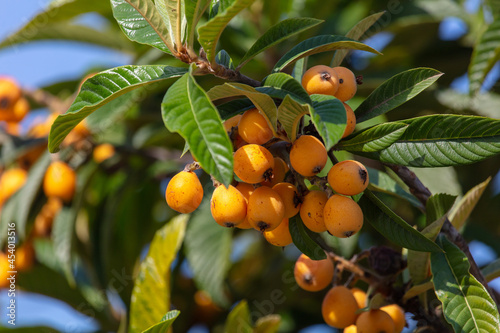 Картината върху платно Ripe yellow medlar on the branches