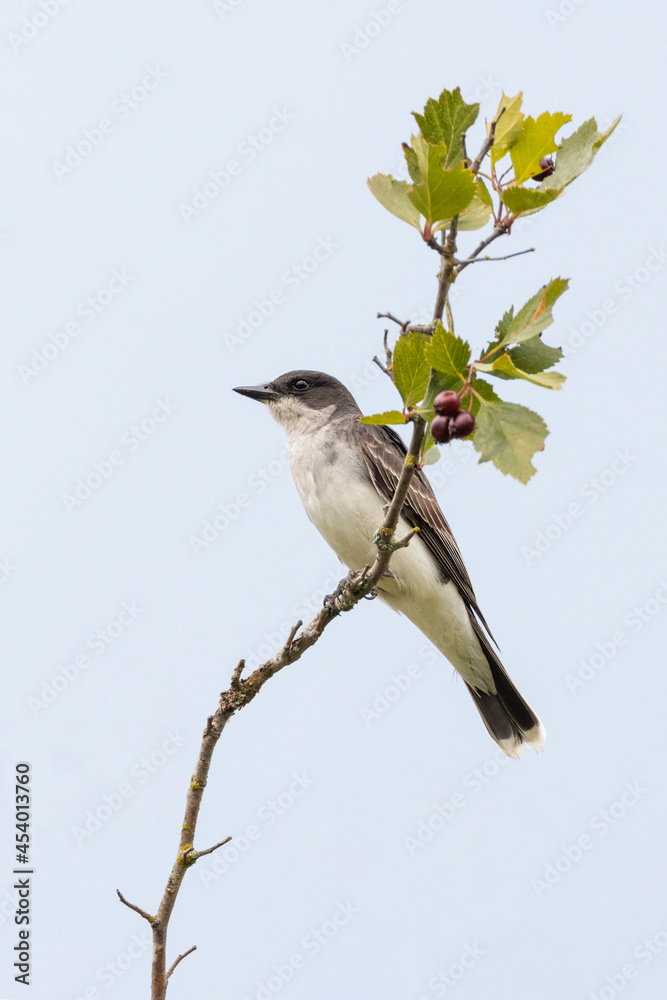 Eastern kingbird bird Eastern kingbird bird