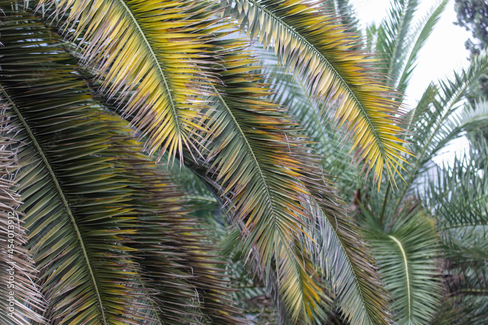 Green leaves of a palm tree as a background. Green leaves of a palm tree as a background.