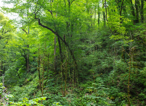 Green trees in the Caucasus mountains. photo