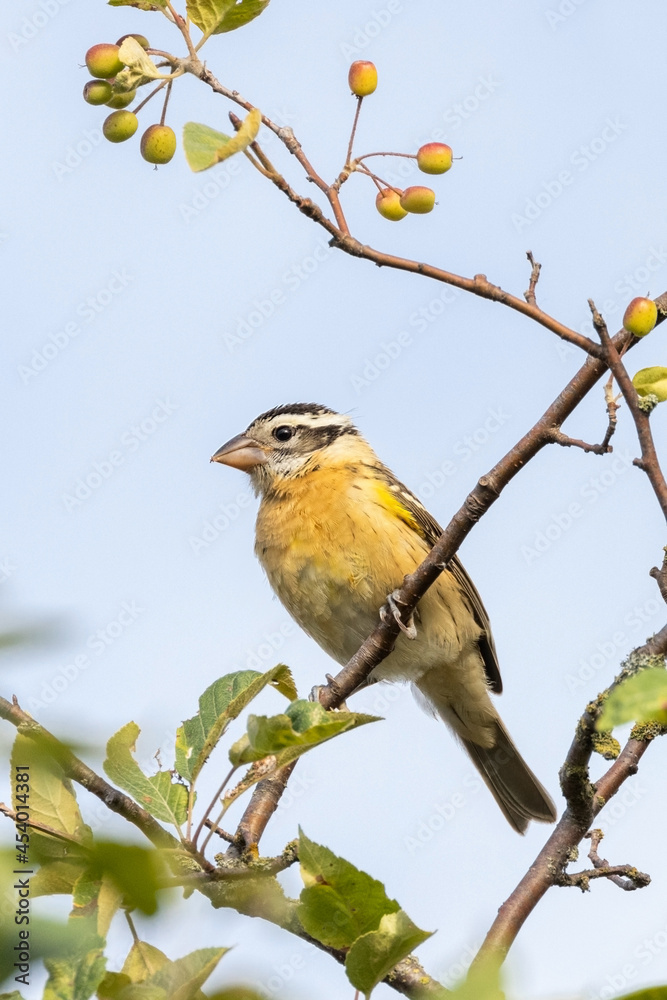 black headed grosbeak juvenile