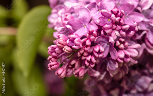 Lilac flowers on nature as a background.