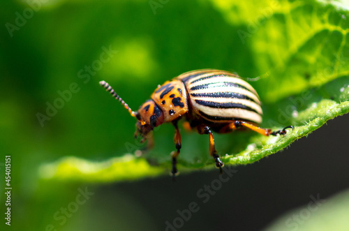 Close-up of Colorado potato beetle on potato leaves.
