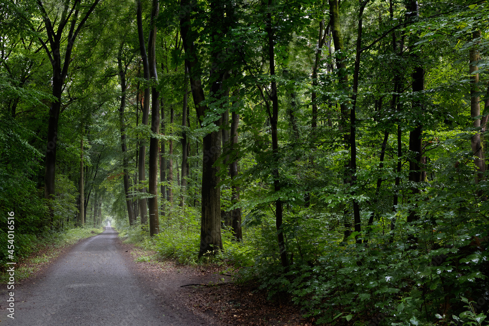Fototapeta premium Light path through a dark, dense forest 