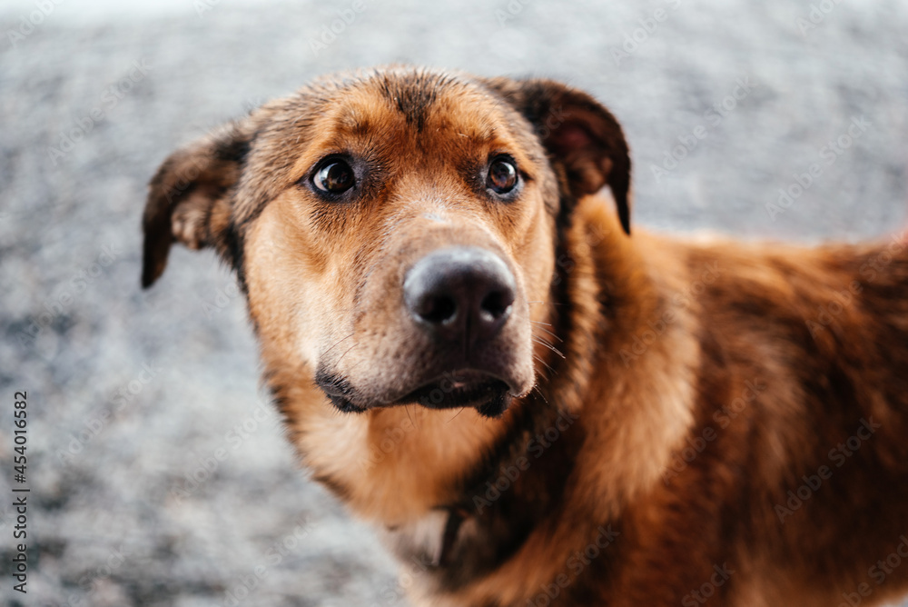 The street homeless hungry dog portrait, free-stranging stray dog The street homeless hungry dog portrait, free-stranging stray dog