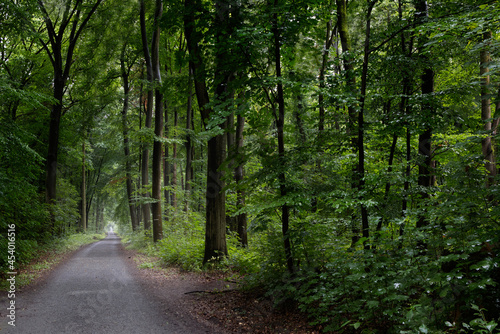 Light path through a dark  dense forest 