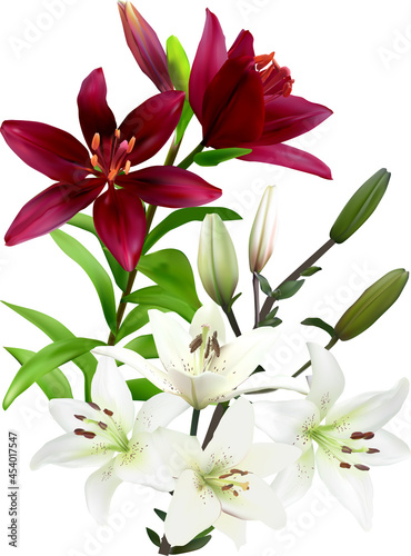 red and light lily blooms on white