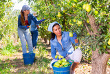 Successful female owner of orchard gathering harvest of ripe pears in summertime