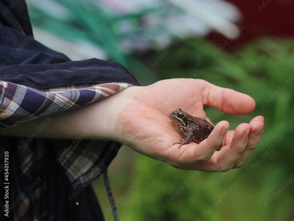 Obraz premium Hand in a shirt holding a frog