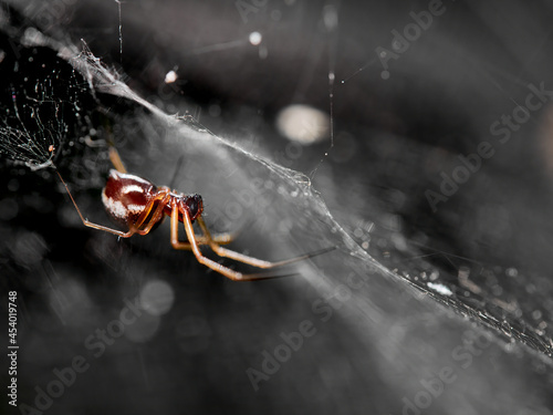 Macro of a spider of the familiy of sheet weavers (Linyphiidae) at its spiderweb, Germany
