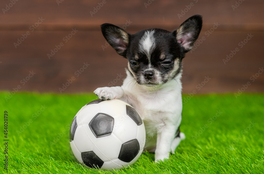 Playful Chihuahua puppy sits with a soccer ball on green summer grass Playful Chihuahua puppy sits with a soccer ball on green summer grass