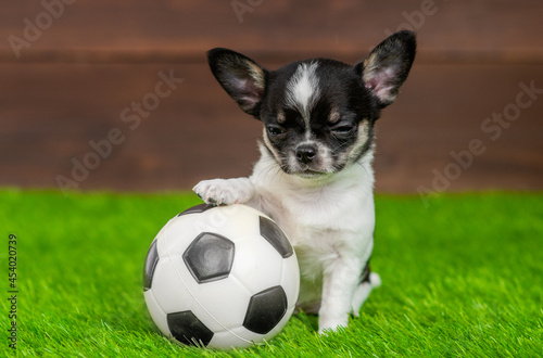 Playful Chihuahua puppy sits with a soccer ball on green summer grass © Ermolaev Alexandr