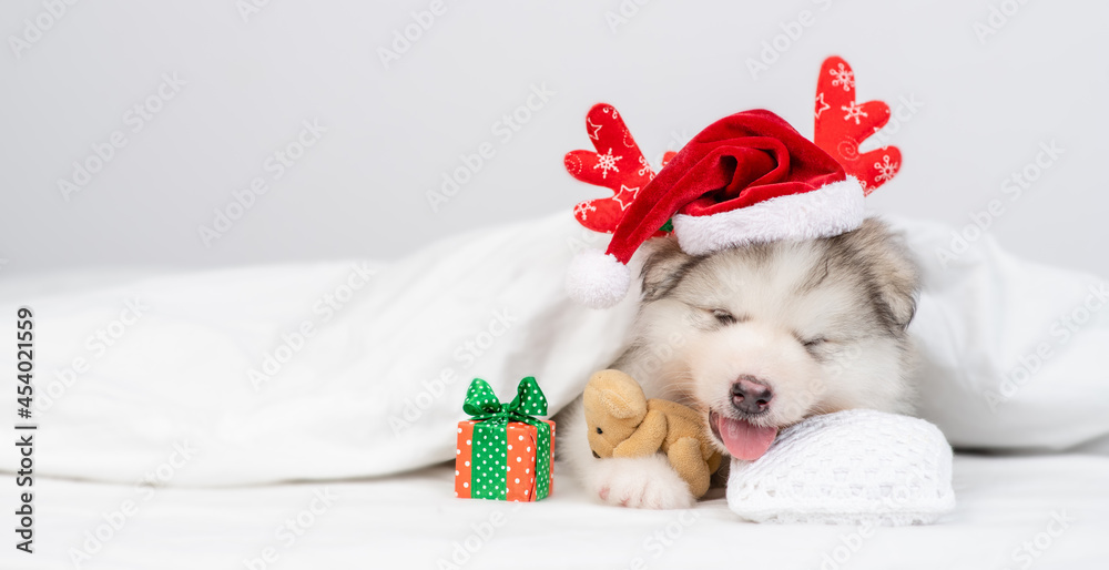 Cute Alaskan malamute puppy wearing funny deer horns sleeps with gift box under warm blanket on a bed at home and hugs favorite toy bear. Empty space for text