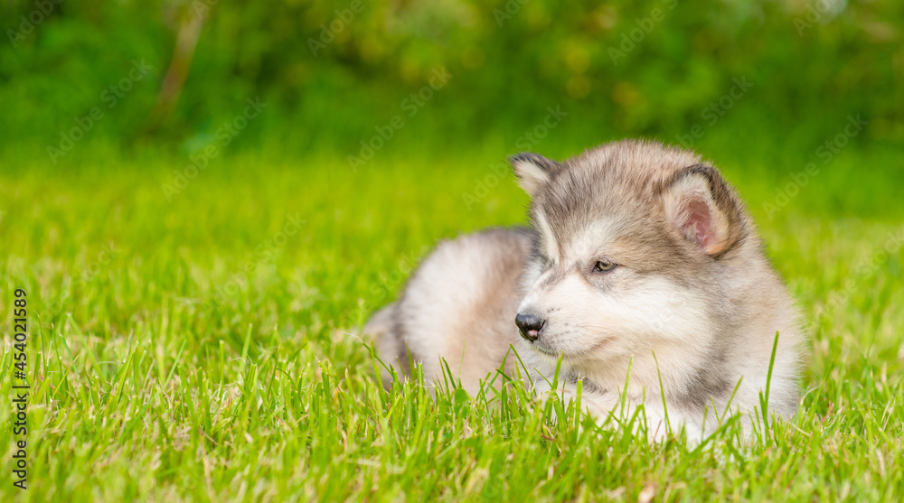 Alaskan malamute puppy lying on green summer grass and looking away on empty space Alaskan malamute puppy lying on green summer grass and looking away on empty space
