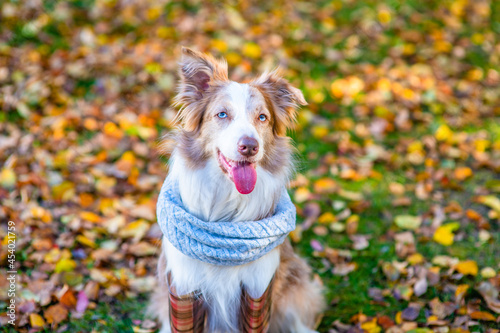 Border collie dog wearing rubber boots warm scarf sits at autumn park
