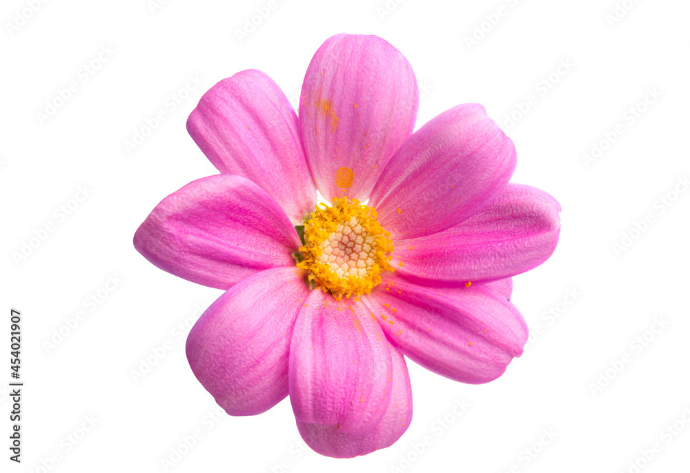 pink chamomile isolated pink chamomile isolated