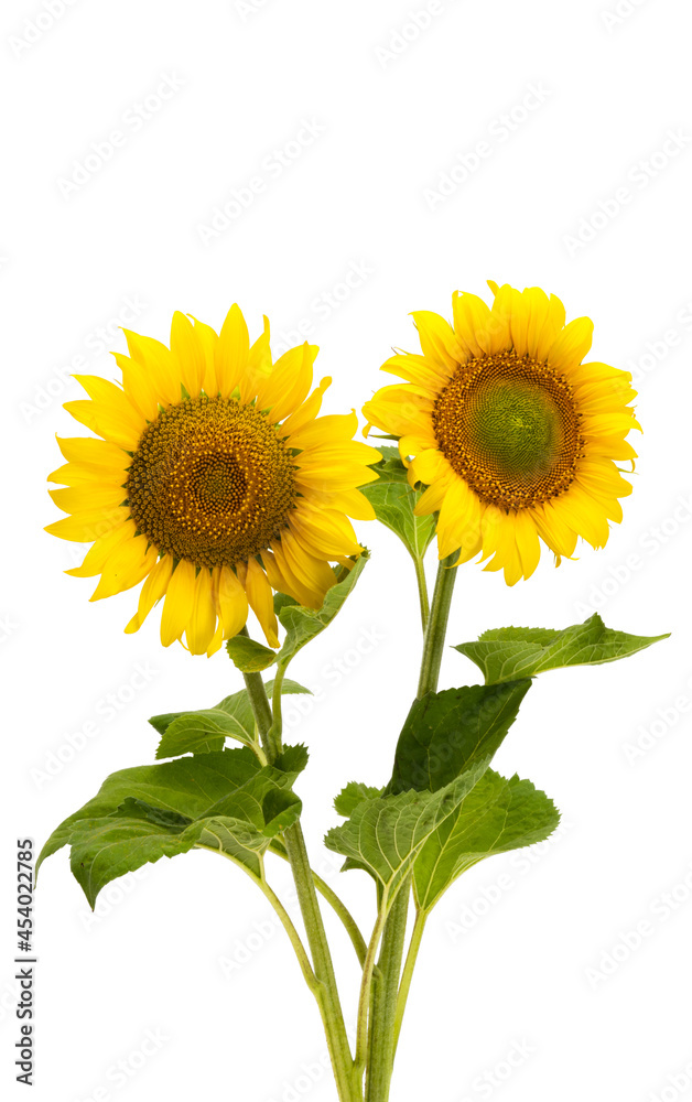 Fototapeta premium sunflower isolated
