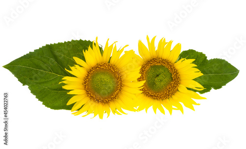 sunflower isolated
