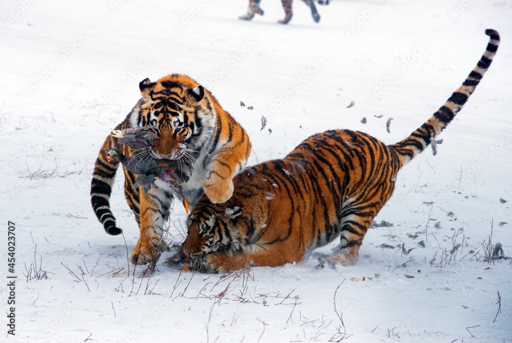 siberian tiger in snow scrambling for prey