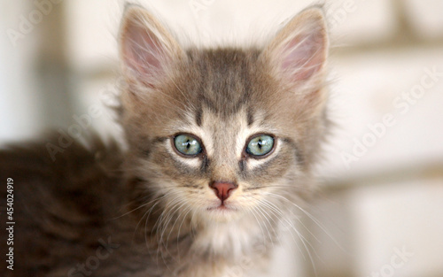 grey kitten with blue eyes looking into camera