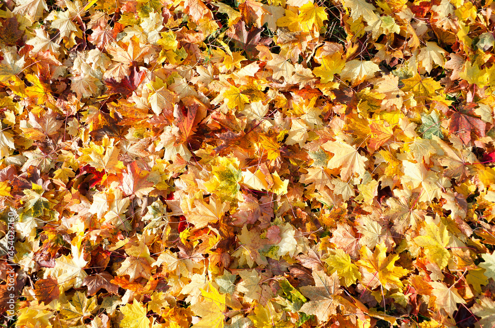Autumn, maple leaves, autumn foliage Autumn, maple leaves, autumn foliage