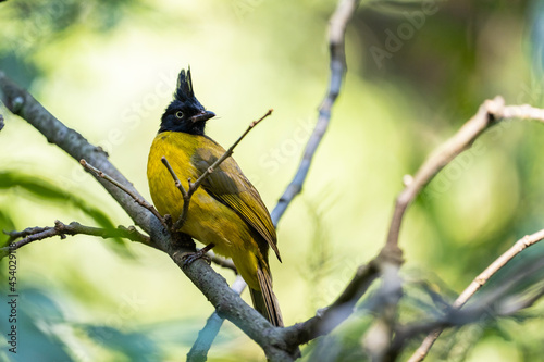 bird on a branch