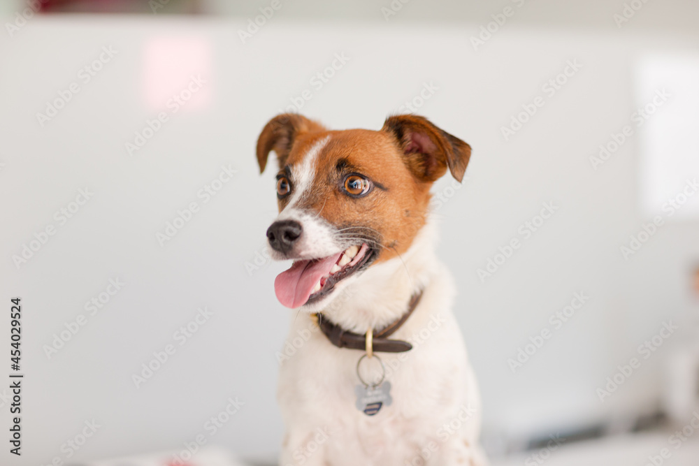 Portrait of dog Portrait of dog