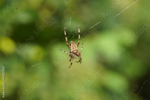 European garden spider, diadem spider, orangie, cross spider or crowned orb weaver (Araneus diadematus) in its web. Family Orb-weaver spiders, araneids (Araneidae). In front of a faded shrubs. Dutch g
