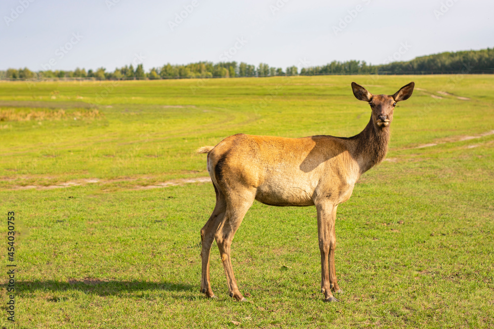 Maral deer Cervus elaphus sibiricus fawn Maral deer Cervus elaphus sibiricus fawn