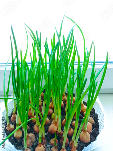 Sprouted long green onions on the windowsill of the house