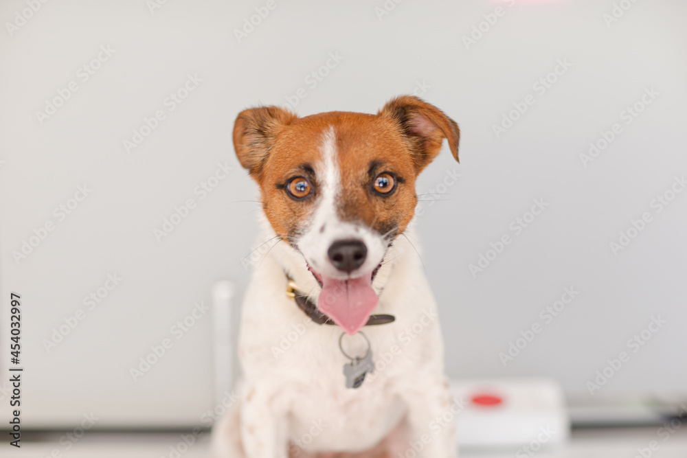 Portrait of dog Portrait of dog