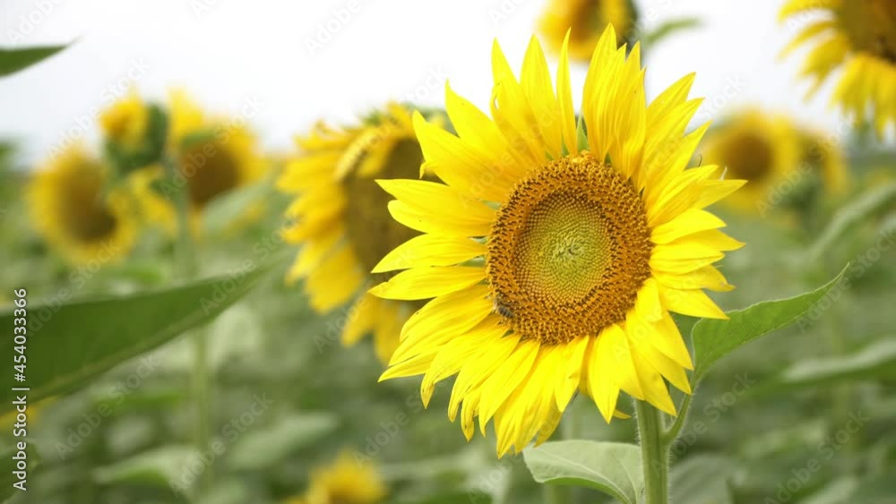 Sunflower field, a bee pollinates a young sunflower Sunflower field, a bee pollinates a young sunflower