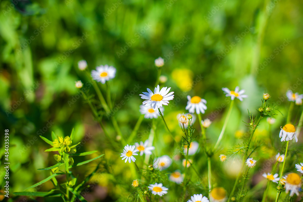 Beautiful background of many blooming daisies field. Chamomile grass close-up. Beautiful meadow in springtime full of flowering daisies with white yellow blossom and green grass Beautiful background of many blooming daisies field. Chamomile grass close-up. Beautiful meadow in springtime full of flowering daisies with white yellow blossom and green grass
