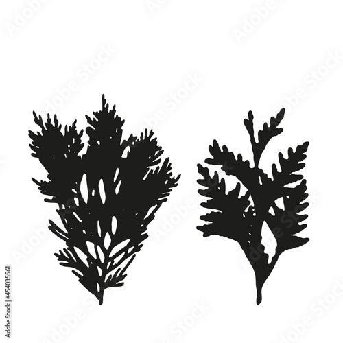 Vector leaves isolated black. Realistic hand drawn leaves illustration set on white background.