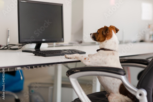 Dog sitting at desk in office © KOTO