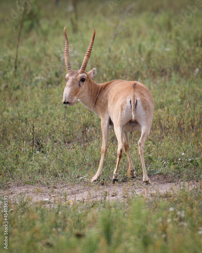 Saiga in the wild