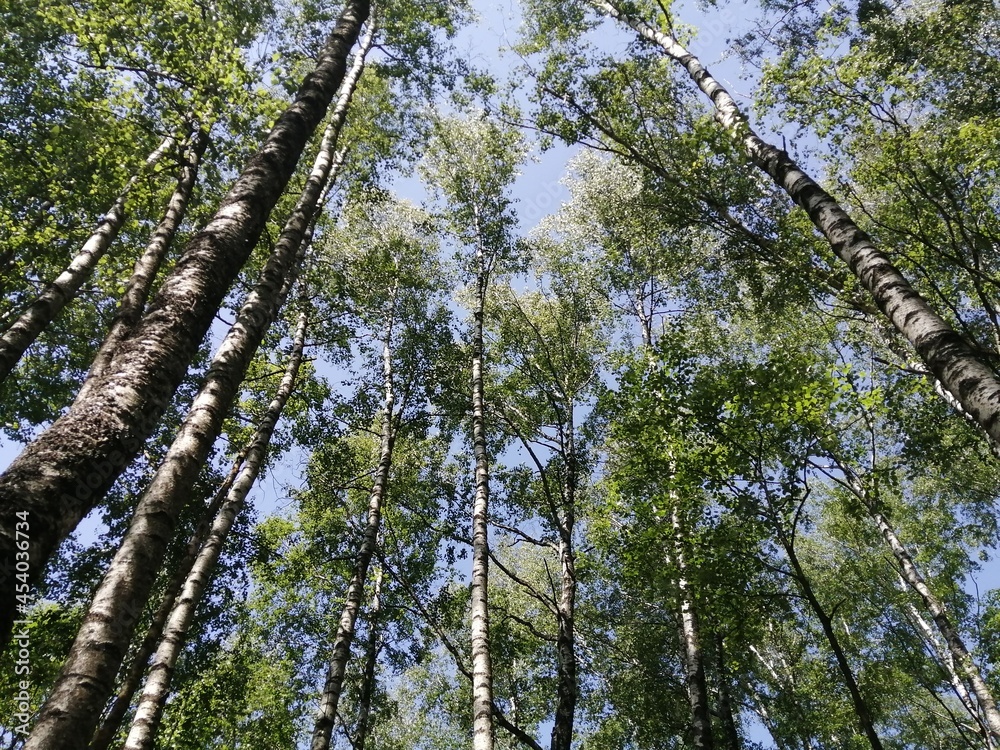 Fototapeta premium Birch grove trees from bottom to top and blue sky with sunlight
