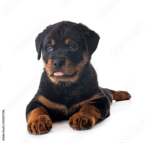 puppy rottweiler in studio