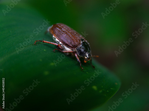 The beetle is sitting on a leaf. Macro