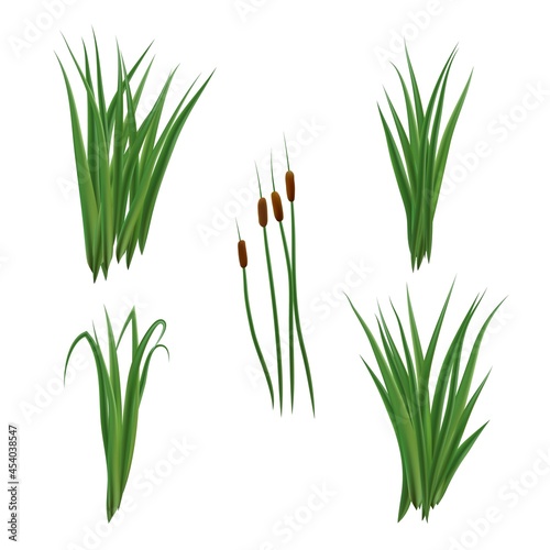 Fototapeta Realistic reeds and rushes isolated on white background