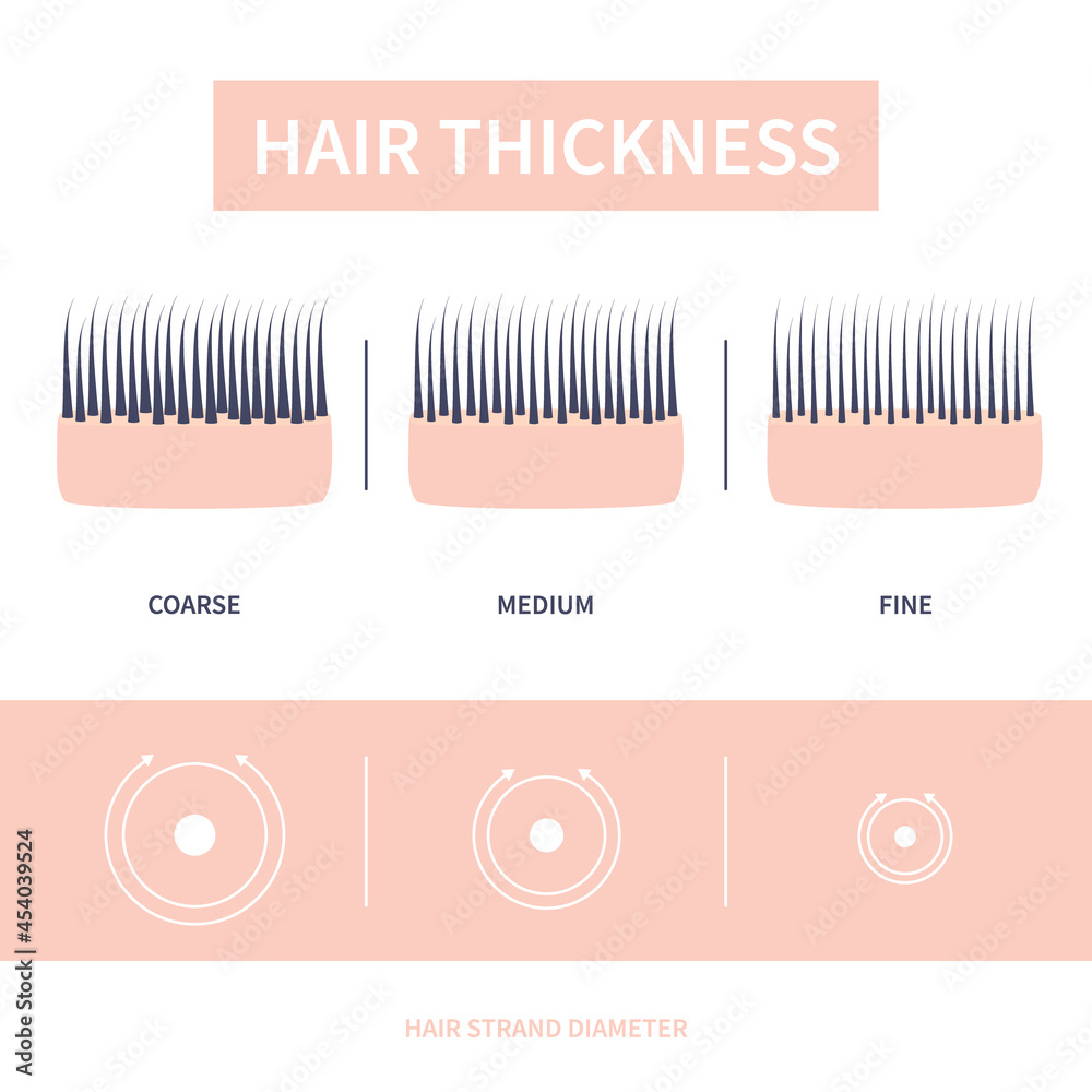 Hair thickness types classification set. Skin cross-section with fine,  medium, coarse strands. Anatomical structure linear scheme. Outline vector  illustration. Stock Vector | Adobe Stock