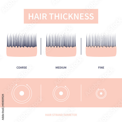 Hair thickness types classification set. Skin cross-section with fine, medium, coarse strands. Anatomical structure linear scheme. Outline vector illustration.