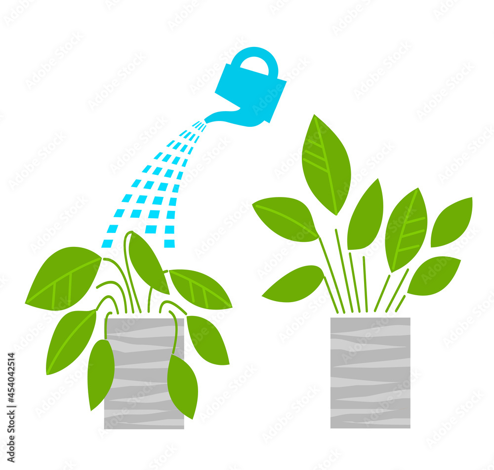 Φωτογραφία Watering wilted houseplants in a gray pot and the plant after watering