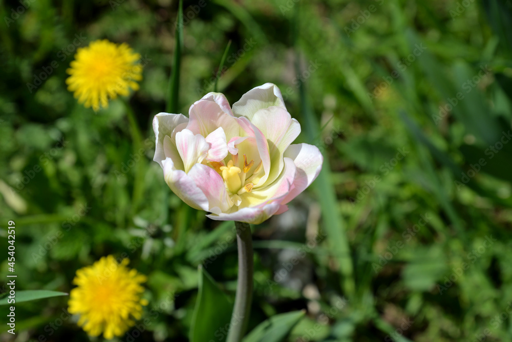Terry pink tulip in garden in spring