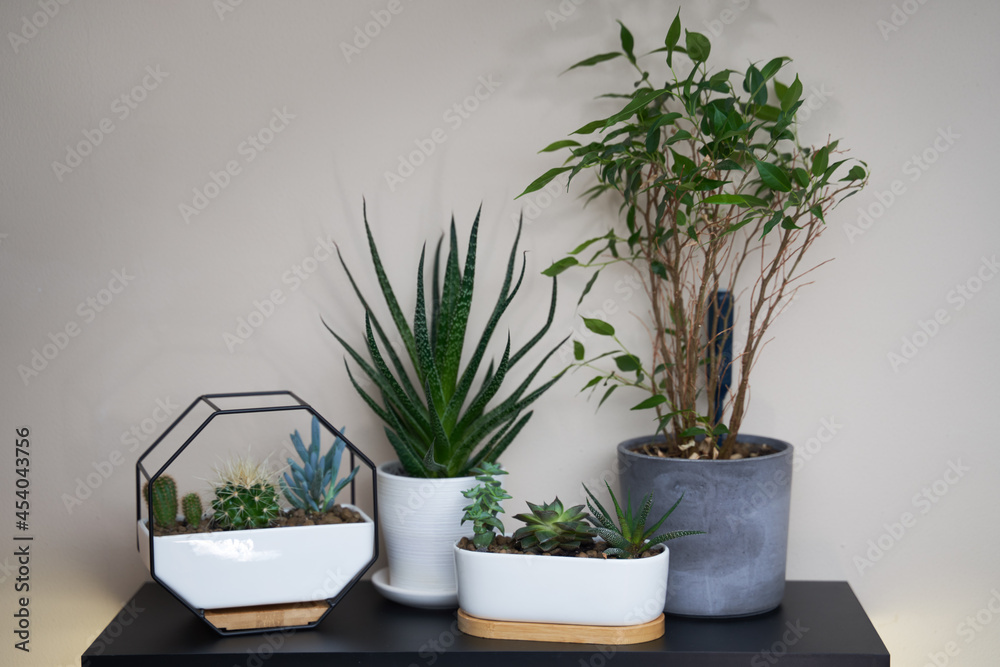 Fototapeta premium Home garden is littered with many beautiful plants, cacti, succulents in different pots. .