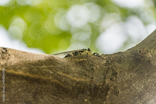 robust cicada perched on a tree