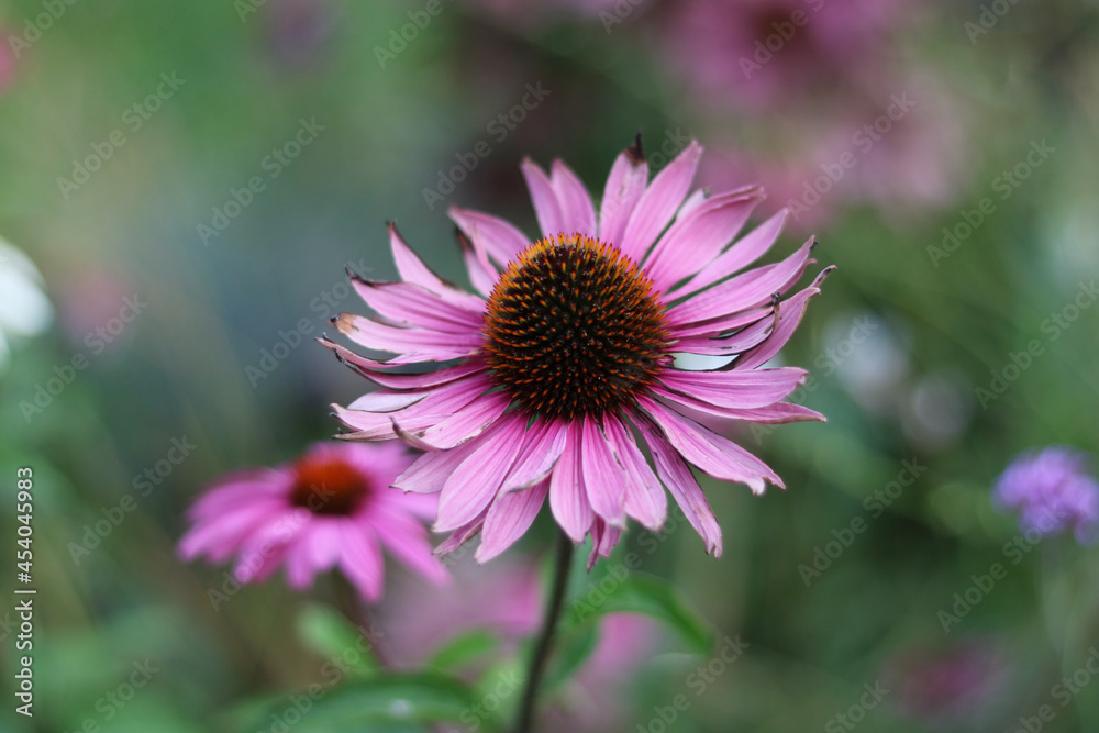 Soft pink purple echinacea flower in garden setting with soft blurred background Soft pink purple echinacea flower in garden setting with soft blurred background